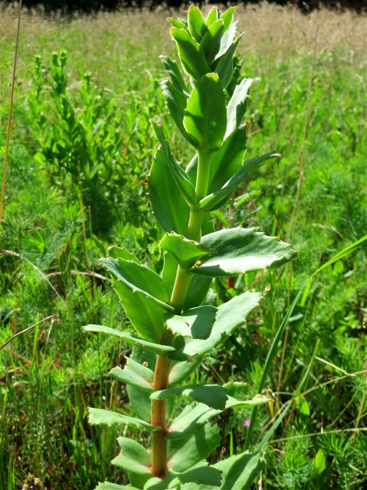 Große Fetthenne (Hylotelephium telephium) in Hockenheim
