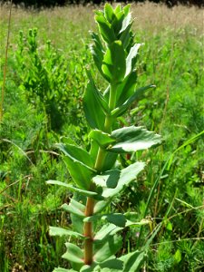 Große Fetthenne (Hylotelephium telephium) in Hockenheim
