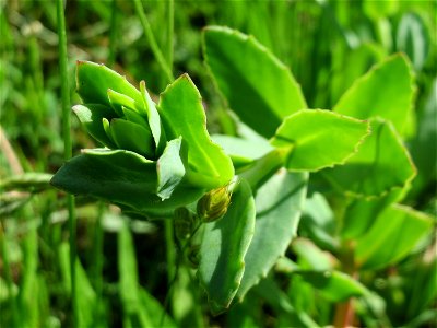 Große Fetthenne (Hylotelephium telephium) in Hockenheim