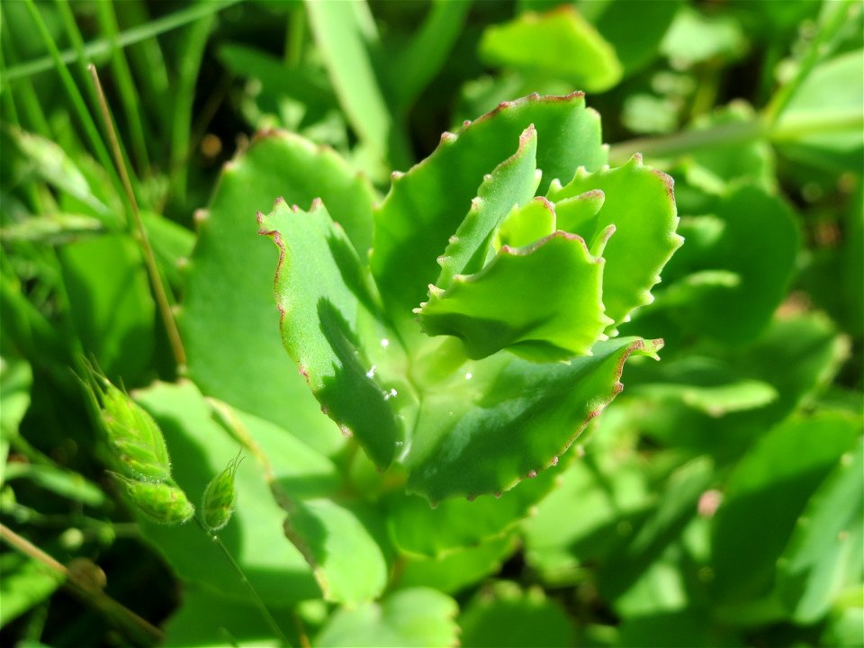 Große Fetthenne (Hylotelephium telephium) in Hockenheim