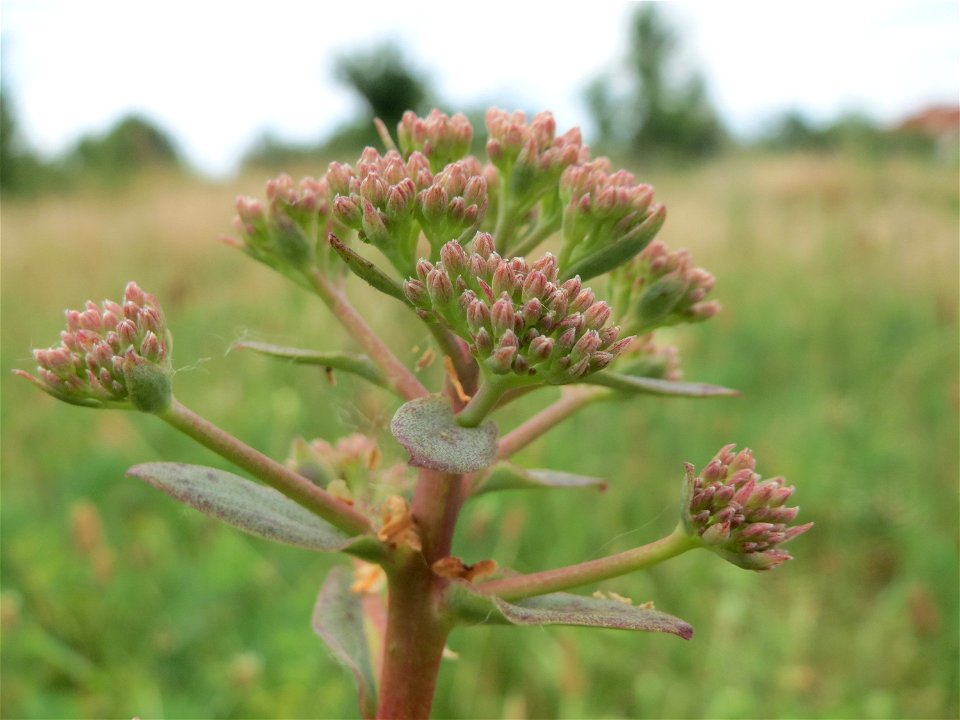 Große Fetthenne (Hylotelephium telephium) in Hockenheim