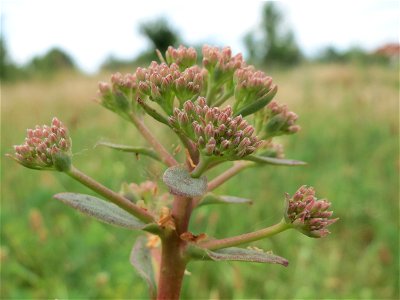 Große Fetthenne (Hylotelephium telephium) in Hockenheim