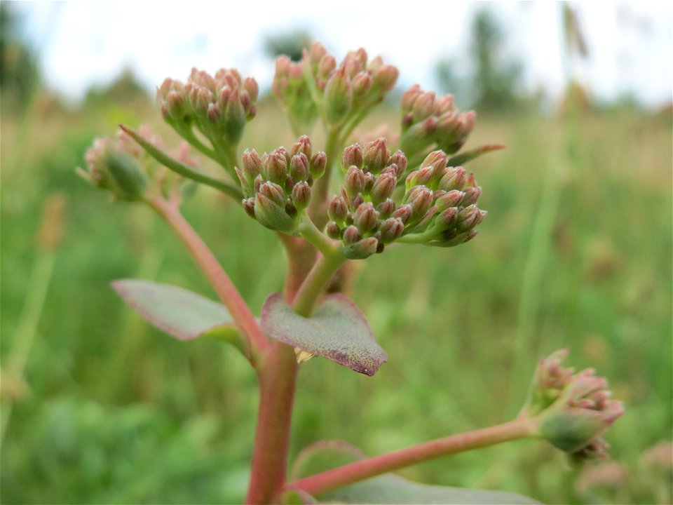 Große Fetthenne (Hylotelephium telephium) in Hockenheim