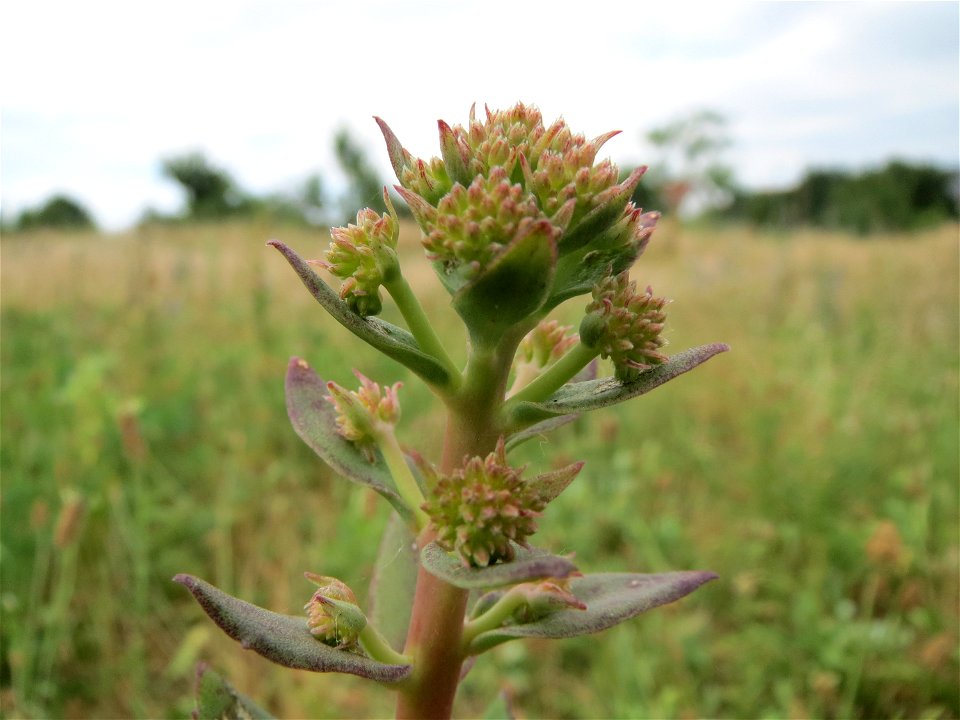 Große Fetthenne (Hylotelephium telephium) in Hockenheim