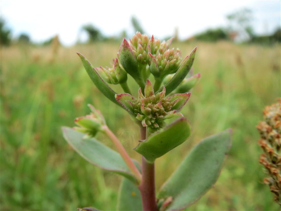 Große Fetthenne (Hylotelephium telephium) in Hockenheim