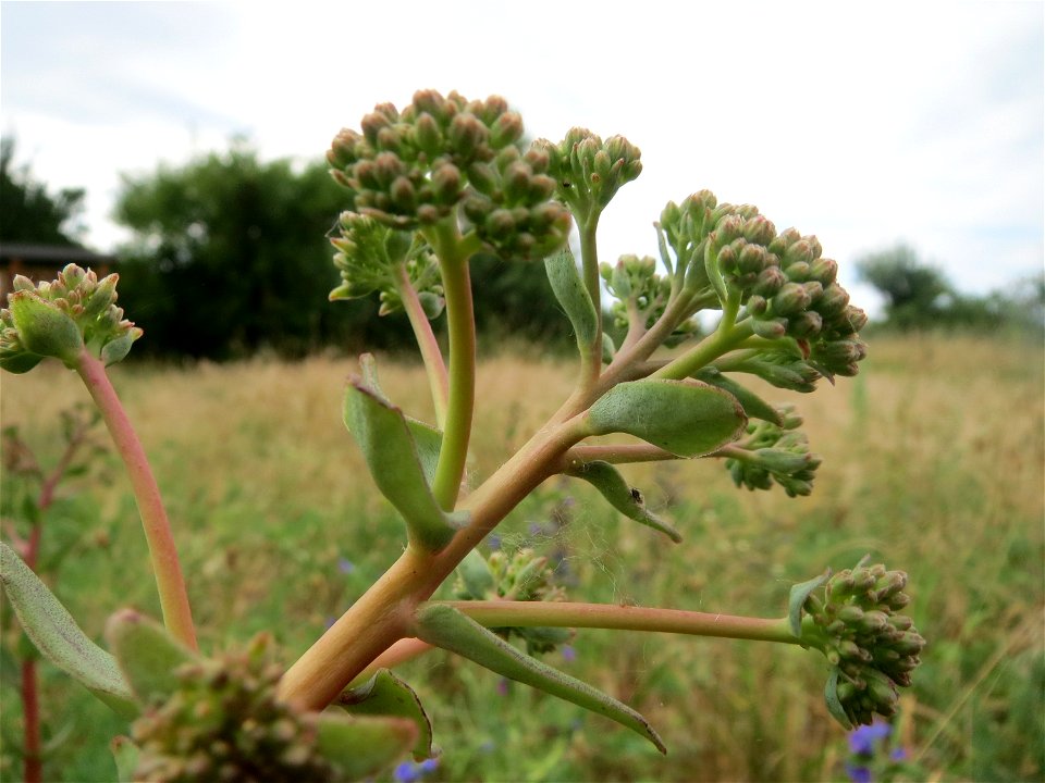 Große Fetthenne (Hylotelephium telephium) in Hockenheim