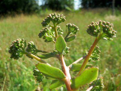 Große Fetthenne (Hylotelephium telephium) in Hockenheim
