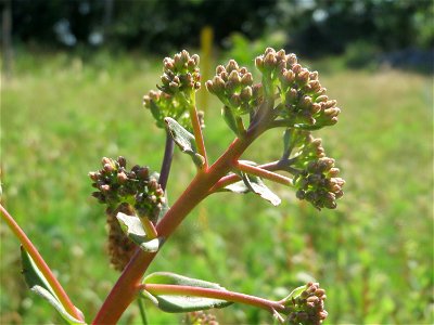Große Fetthenne (Hylotelephium telephium) in Hockenheim