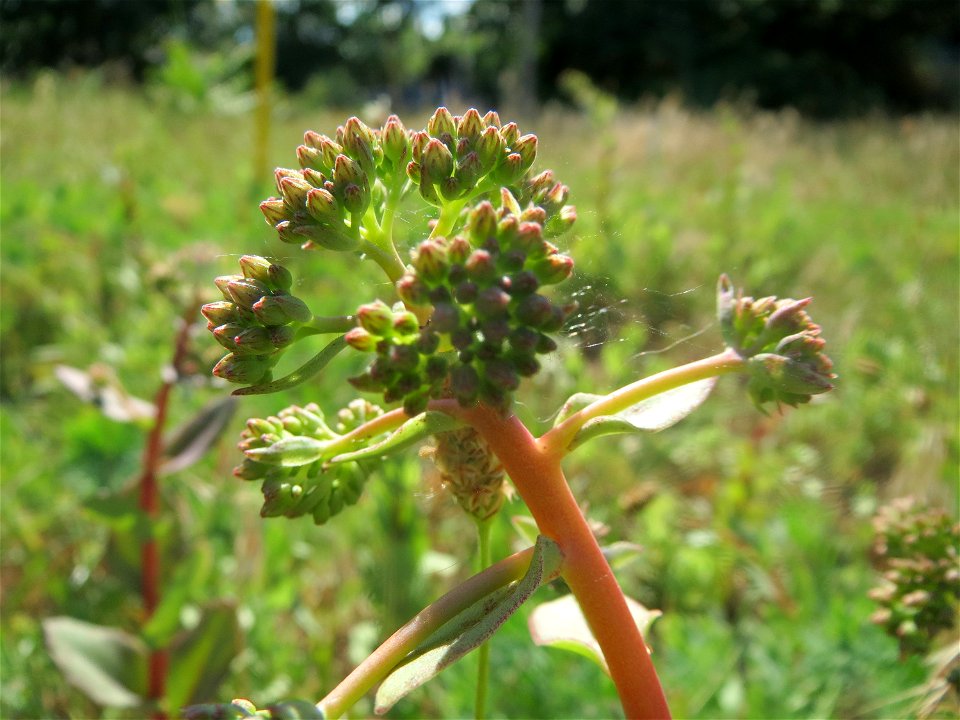 Große Fetthenne (Hylotelephium telephium) in Hockenheim