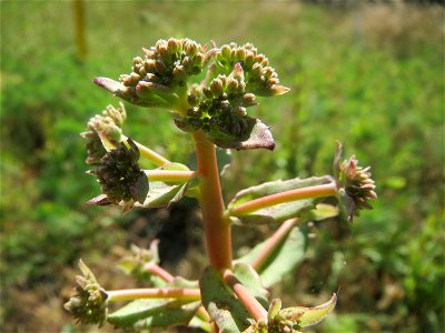Große Fetthenne (Hylotelephium telephium) in Hockenheim