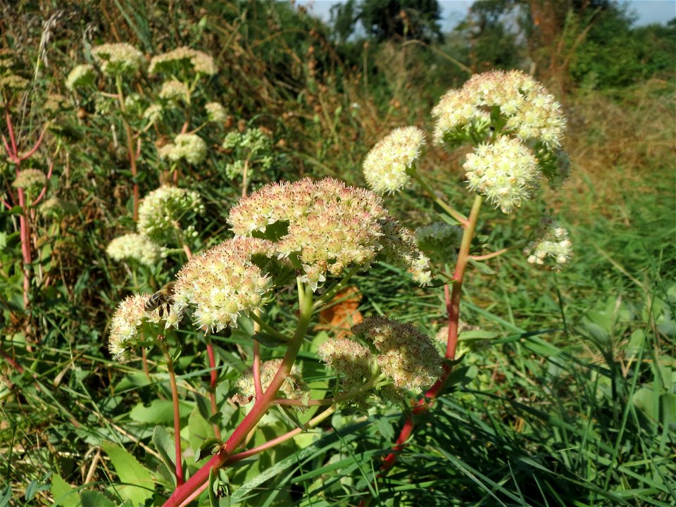 Große Fetthenne (Hylotelephium telephium) im Hockenheimer Rheinbogen