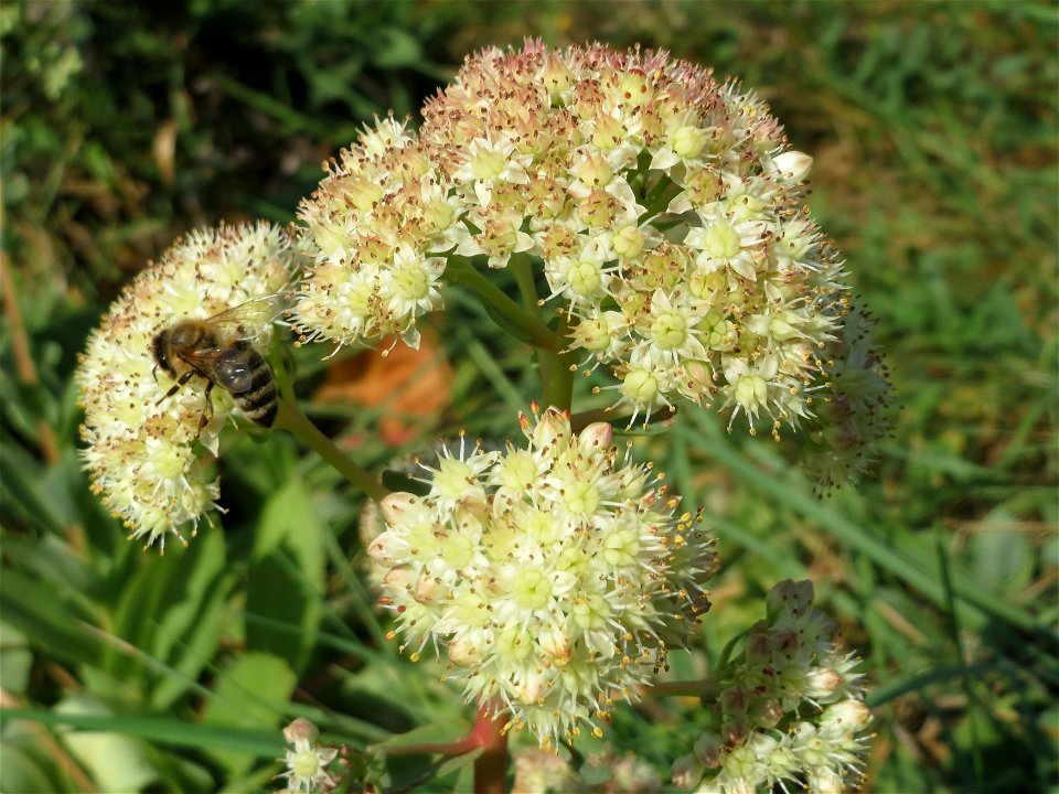 Große Fetthenne (Hylotelephium telephium) im Hockenheimer Rheinbogen
