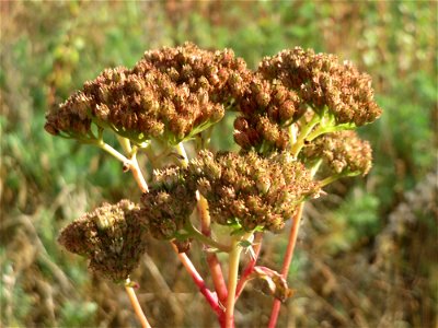 Große Fetthenne (Hylotelephium telephium) in Hockenheim