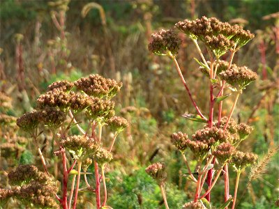 Große Fetthenne (Hylotelephium telephium) in Hockenheim
