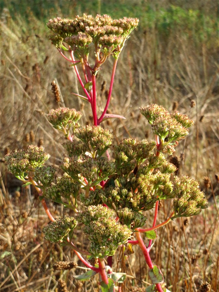 Große Fetthenne (Hylotelephium telephium) in Hockenheim