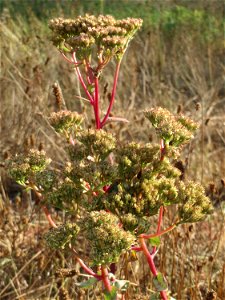 Große Fetthenne (Hylotelephium telephium) in Hockenheim