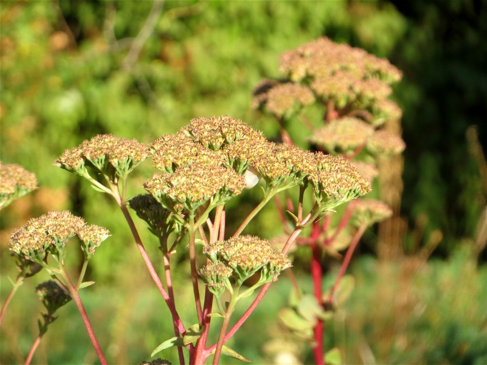 Große Fetthenne (Hylotelephium telephium) in Hockenheim