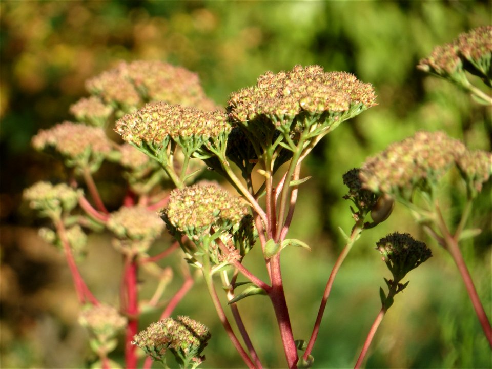 Große Fetthenne (Hylotelephium telephium) in Hockenheim