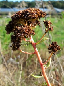 Große Fetthenne (Hylotelephium telephium) oberhalb der Wagbachniederung bei Oberhausen-Rheinhausen