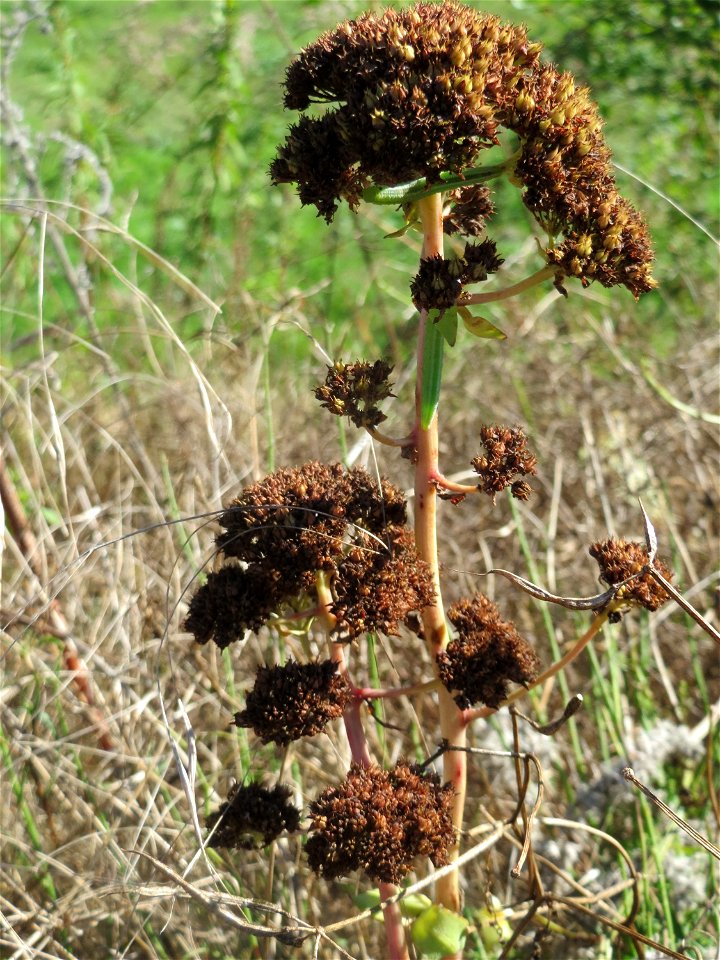 Große Fetthenne (Hylotelephium telephium) oberhalb der Wagbachniederung bei Oberhausen-Rheinhausen