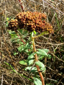Große Fetthenne (Hylotelephium telephium) oberhalb der Wagbachniederung bei Oberhausen-Rheinhausen