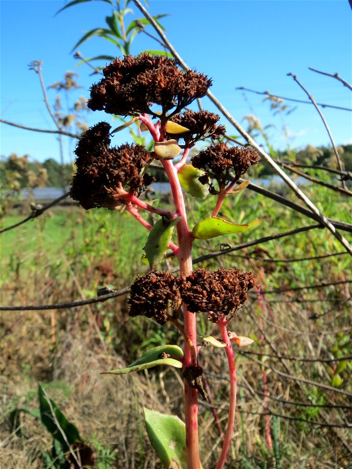 Große Fetthenne (Hylotelephium telephium) oberhalb der Wagbachniederung bei Oberhausen-Rheinhausen