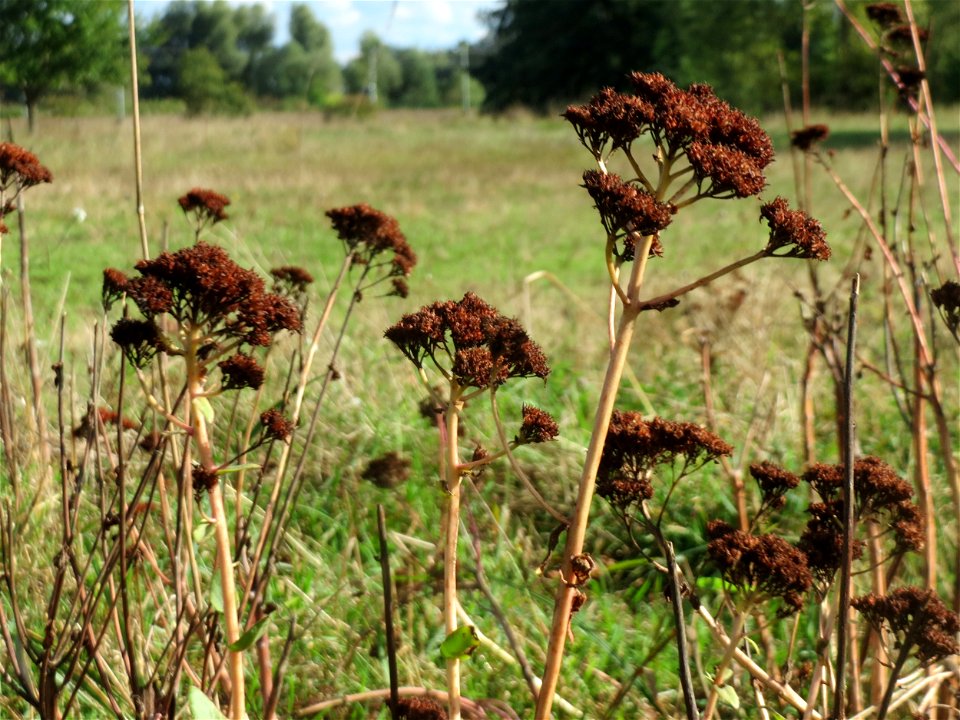 Große Fetthenne (Hylotelephium telephium) im Naturschutzgebiet Gewann Frankreich-Wiesental