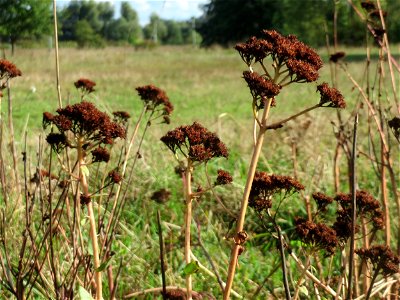 Große Fetthenne (Hylotelephium telephium) im Naturschutzgebiet Gewann Frankreich-Wiesental