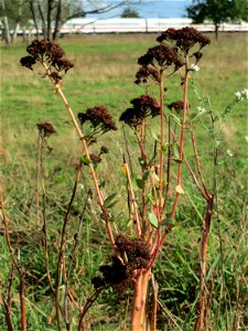 Große Fetthenne (Hylotelephium telephium) im Naturschutzgebiet Gewann Frankreich-Wiesental