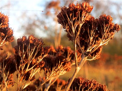 Mumienbotanik: Große Fetthenne (Hylotelephium telephium) in Hockenheim