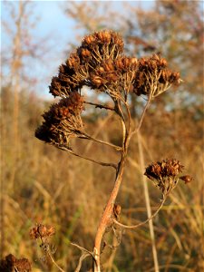 Mumienbotanik: Große Fetthenne (Hylotelephium telephium) in Hockenheim