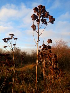 Mumienbotanik: Große Fetthenne (Hylotelephium telephium) in Hockenheim