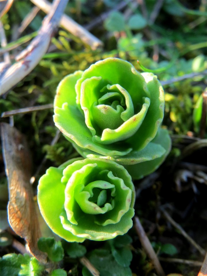 Junge Sprösslinge der Großen Fetthenne (Hylotelephium telephium) in Hockenheim