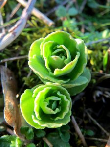 Junge Sprösslinge der Großen Fetthenne (Hylotelephium telephium) in Hockenheim