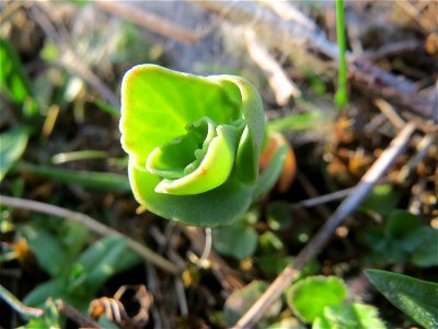 Junge Sprösslinge der Großen Fetthenne (Hylotelephium telephium) in Hockenheim