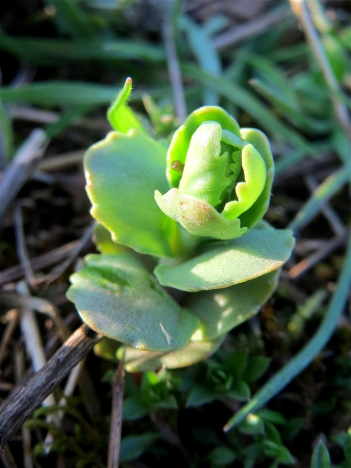 Junge Sprösslinge der Großen Fetthenne (Hylotelephium telephium) in Hockenheim