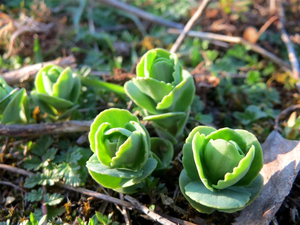 Junge Sprösslinge der Großen Fetthenne (Hylotelephium telephium) in Hockenheim