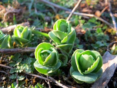 Junge Sprösslinge der Großen Fetthenne (Hylotelephium telephium) in Hockenheim