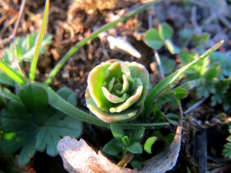 Junge Sprösslinge der Großen Fetthenne (Hylotelephium telephium) in Hockenheim