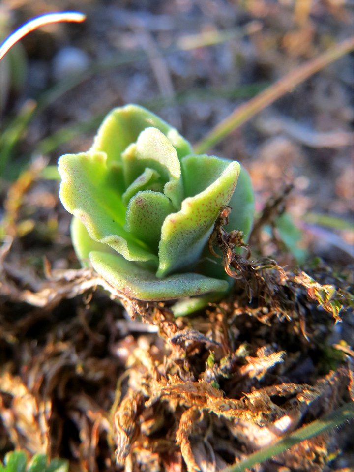 Junge Sprösslinge der Großen Fetthenne (Hylotelephium telephium) in Hockenheim