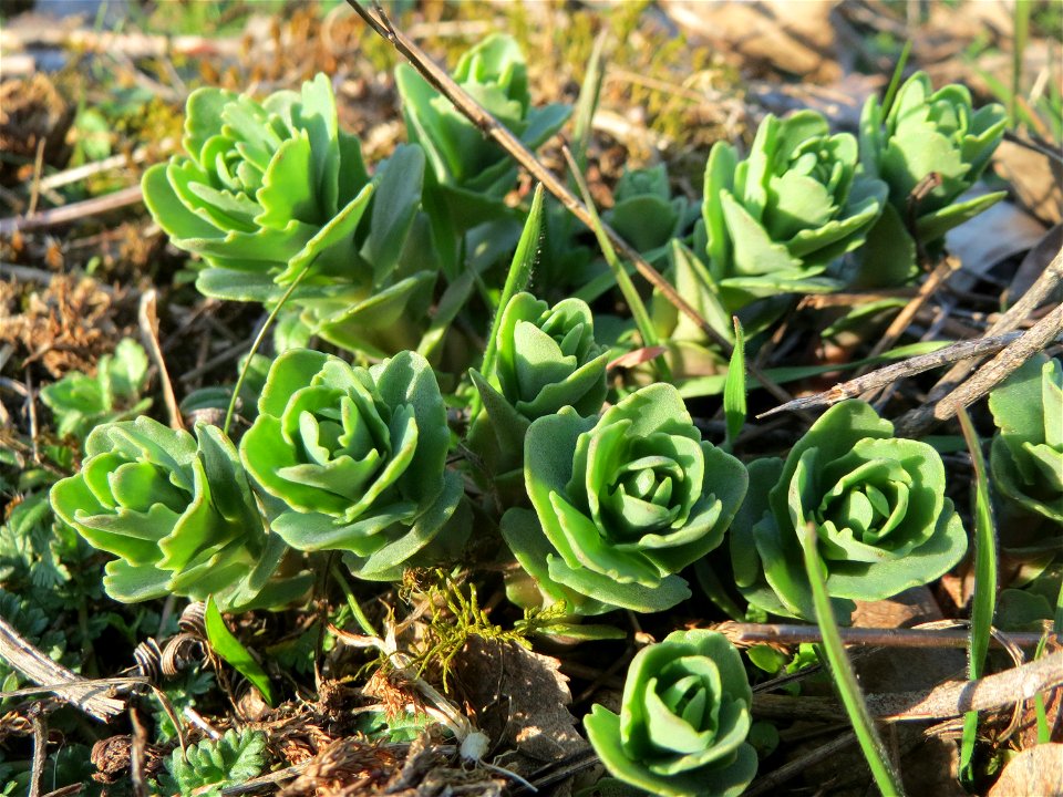 Junge Sprösslinge der Großen Fetthenne (Hylotelephium telephium) in Hockenheim