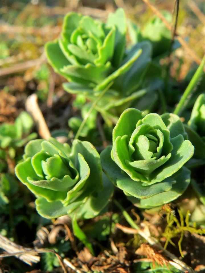 Junge Sprösslinge der Großen Fetthenne (Hylotelephium telephium) in Hockenheim