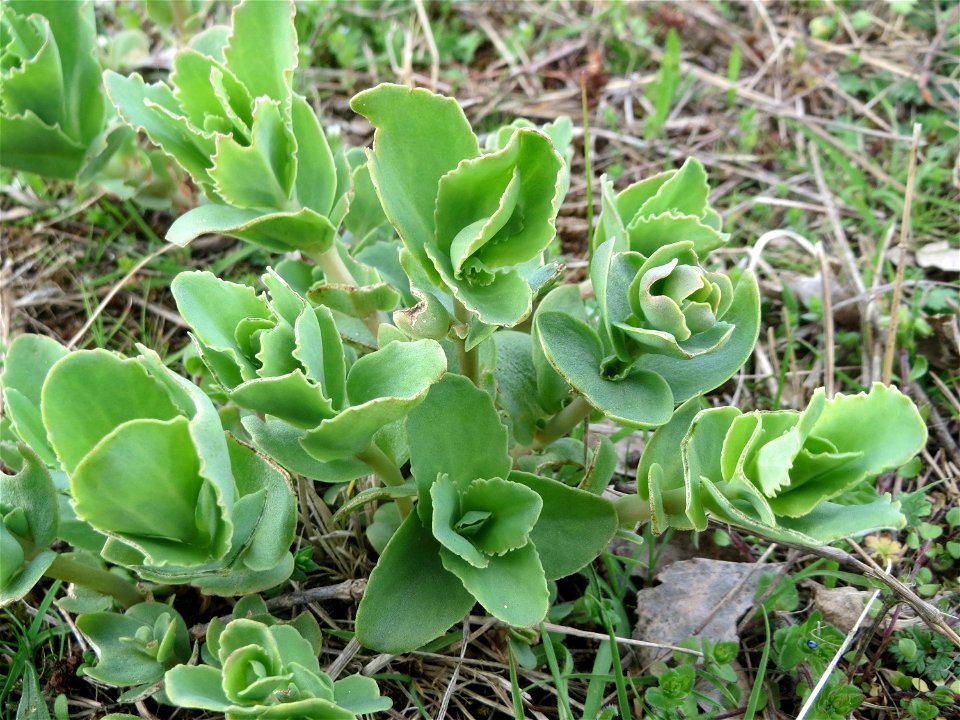 Große Fetthenne (Hylotelephium telephium) auf einer Streuobstwiese in Hockenheim