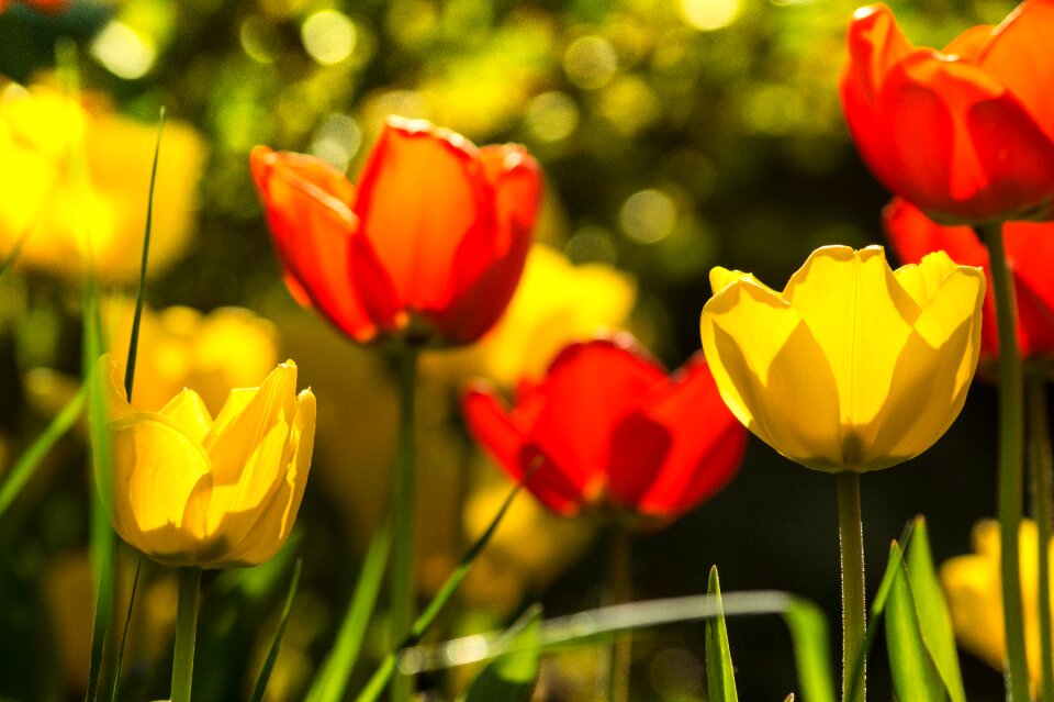 Tulip nature plant