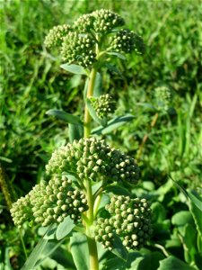 Große Fetthenne (Hylotelephium telephium) auf einer Streuobstwiese in Hockenheim