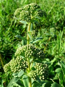 Große Fetthenne (Hylotelephium telephium) auf einer Streuobstwiese in Hockenheim photo