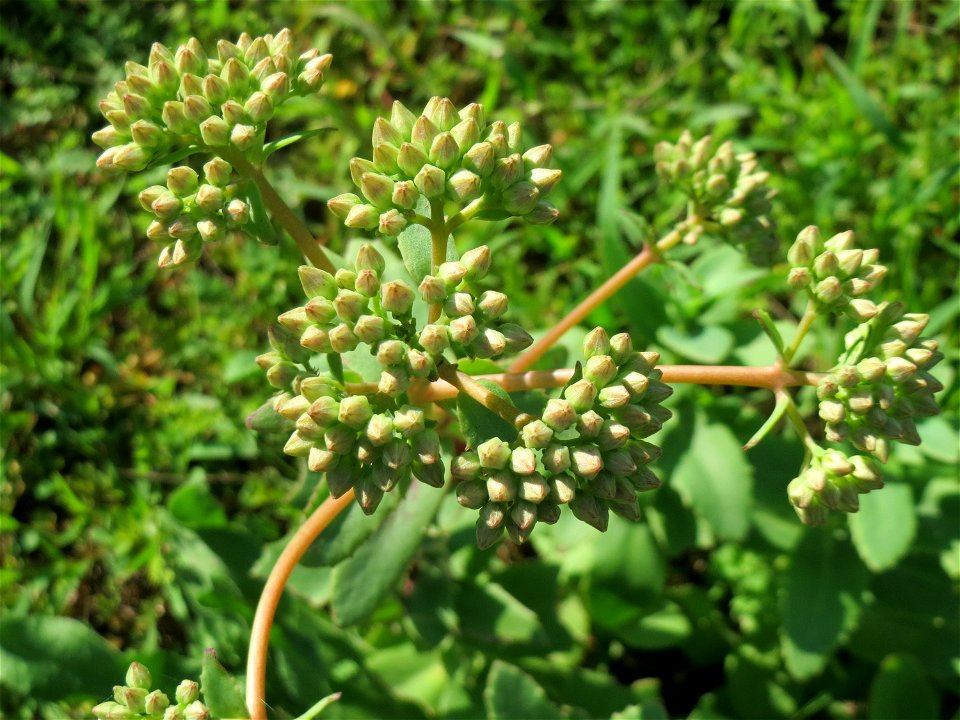 Große Fetthenne (Hylotelephium telephium) auf einer Streuobstwiese in Hockenheim