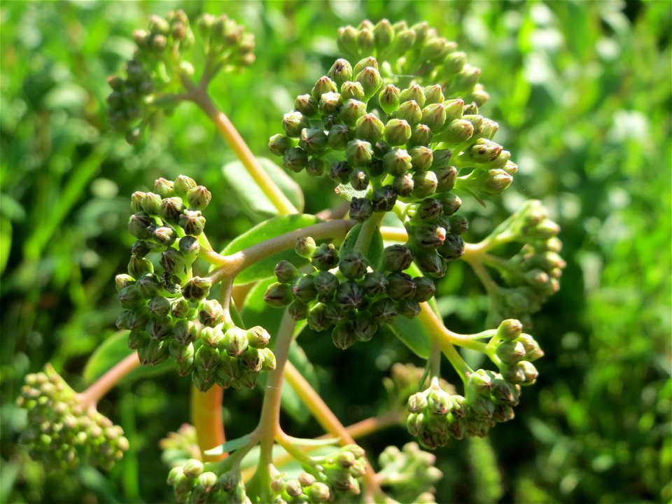 Große Fetthenne (Hylotelephium telephium) auf einer Streuobstwiese in Hockenheim