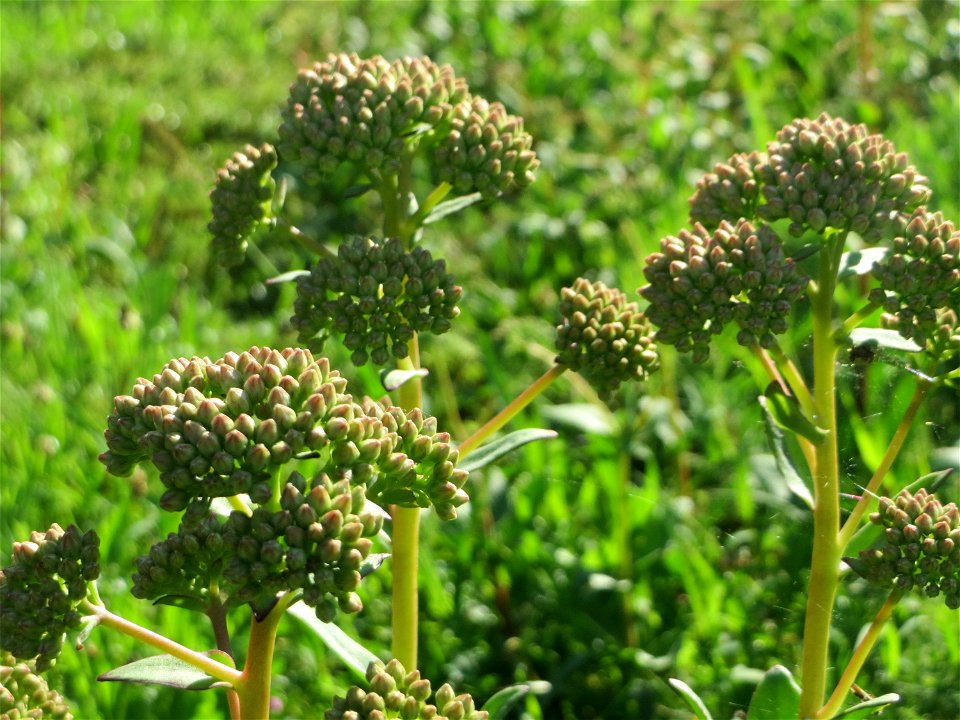 Große Fetthenne (Hylotelephium telephium) auf einer Streuobstwiese in Hockenheim