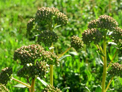 Große Fetthenne (Hylotelephium telephium) auf einer Streuobstwiese in Hockenheim